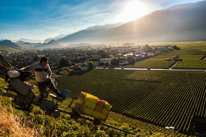 Working in vineyard resize
